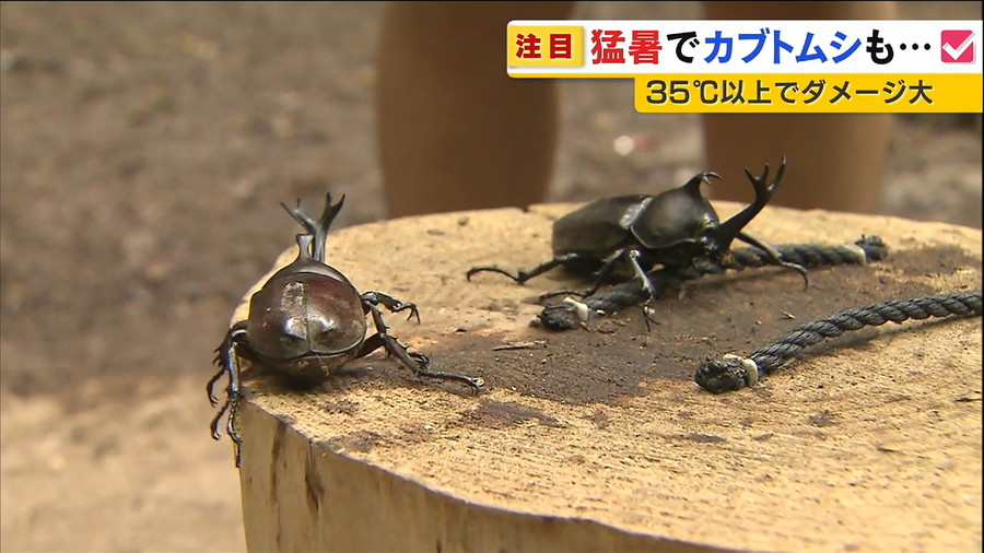 暑すぎてカブトムシ３０００匹以上が衰弱死 お盆に殺生するとは 罰当たりな